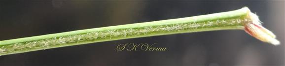  Adaxial groove on rachilla and petiole